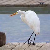 Tiptoing Egret_29352